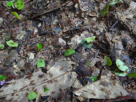 Image of Leaf-cutter ant