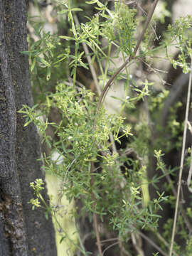 Image of graceful bedstraw