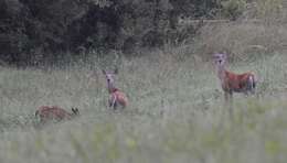 Odocoileus virginianus texanus (Mearns 1898) resmi