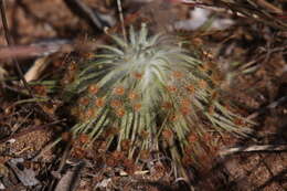 Image of Drosera broomensis Lowrie