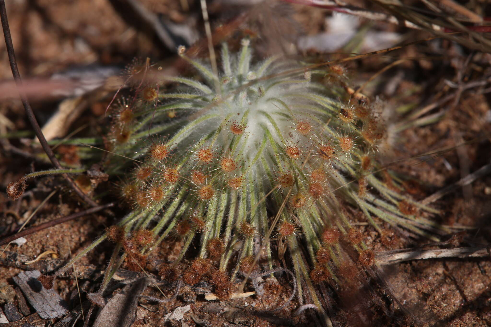 Image of Drosera broomensis Lowrie