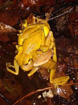 Image of Cayenne slender-legged tree frog