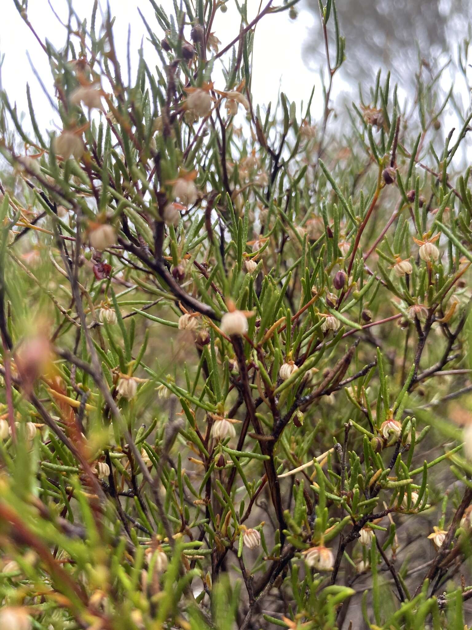 Image de Dodonaea hexandra F. Müll.