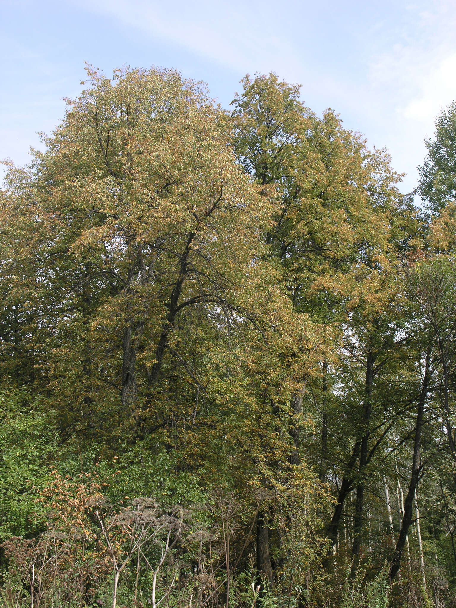 Image of Tilia amurensis var. sibirica (Fisch. ex Bayer) Y. C. Zhu