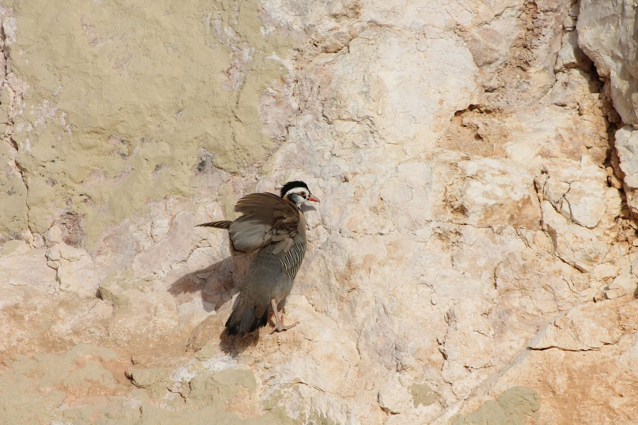 Alectoris melanocephala (Rüppell 1835) resmi