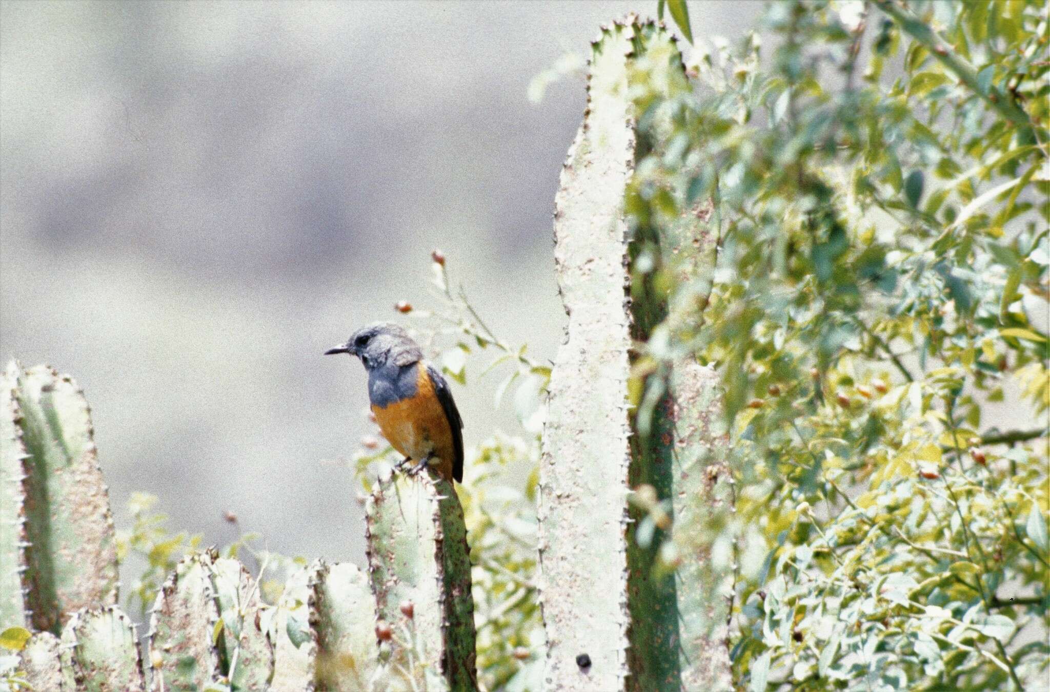 Plancia ëd Monticola rufocinereus (Rüppell 1837)