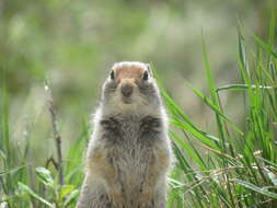 Image of Arctic ground squirrel