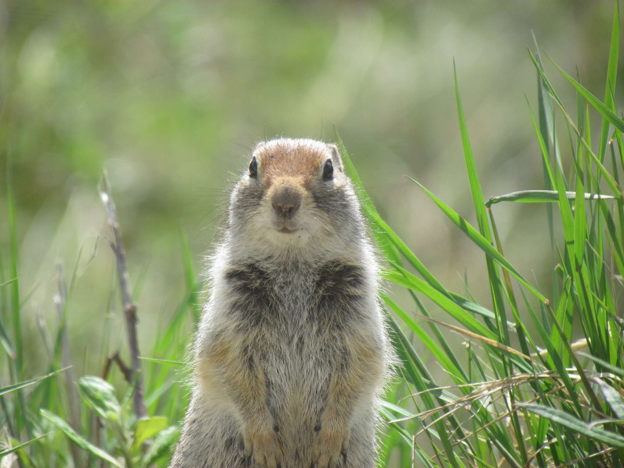 Image of Arctic ground squirrel