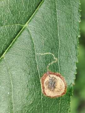 Image of Stigmella plagicolella (Stainton 1854) Fletcher et al. 1945