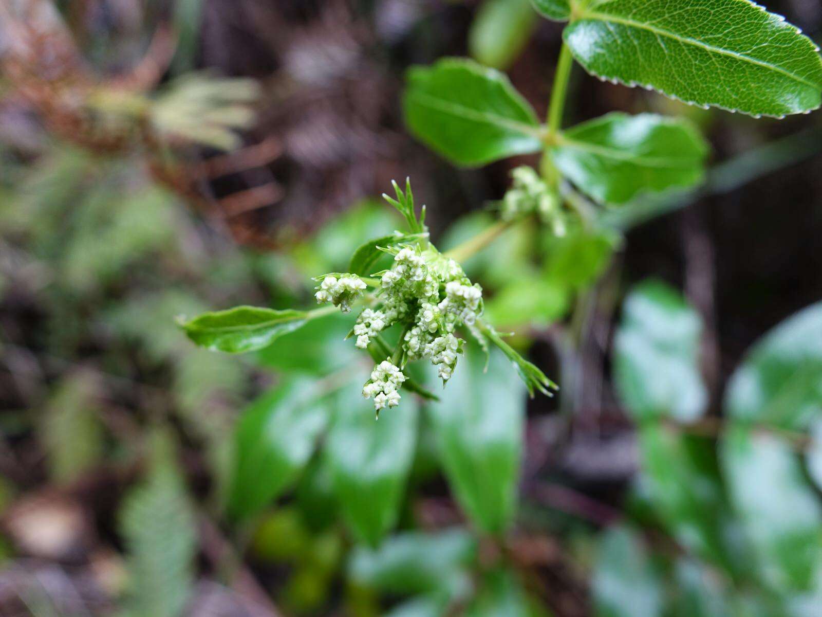 Scandia rosifolia (Hook.) J. W. Dawson resmi