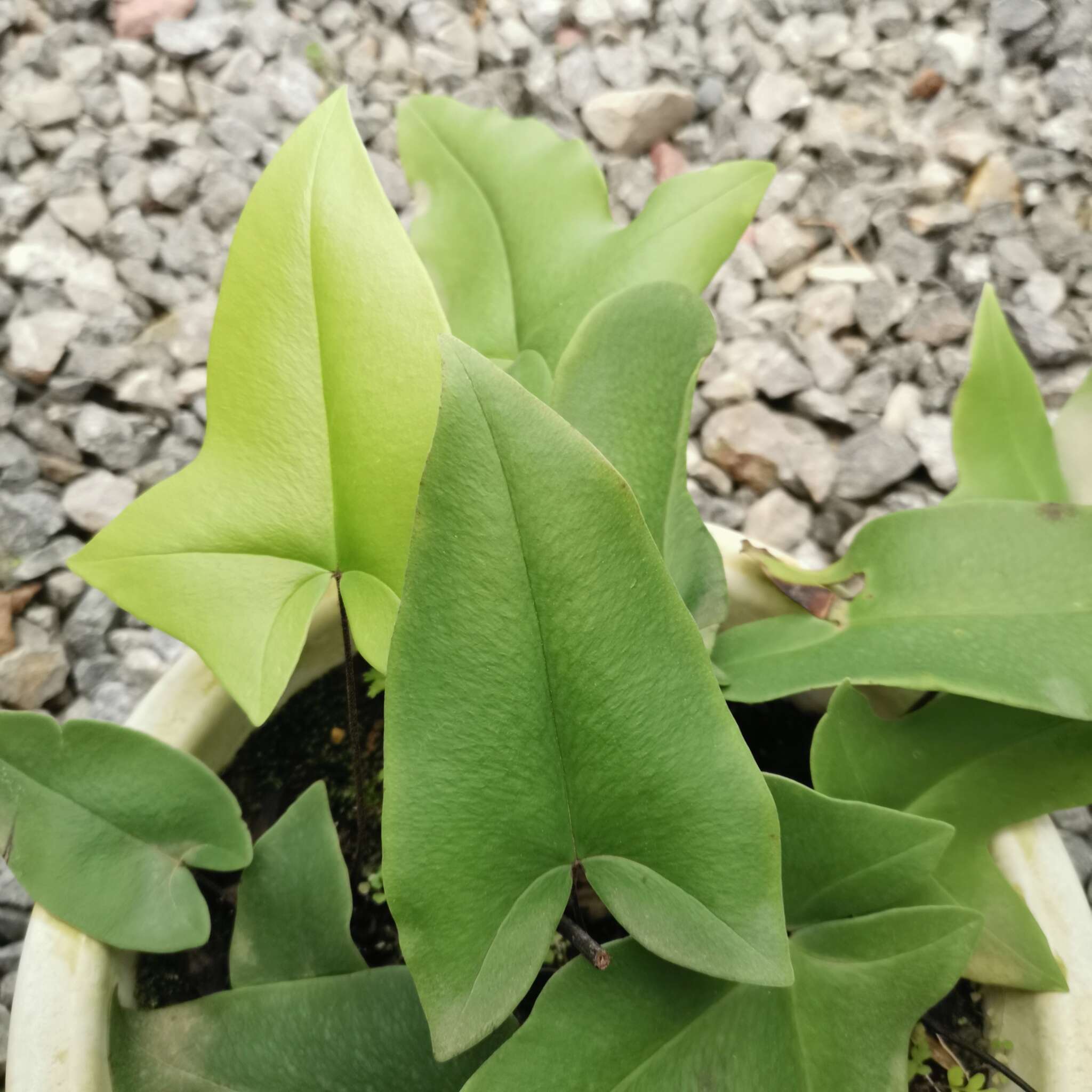 Image de Asplenium delavayi (Franch.) Copel.