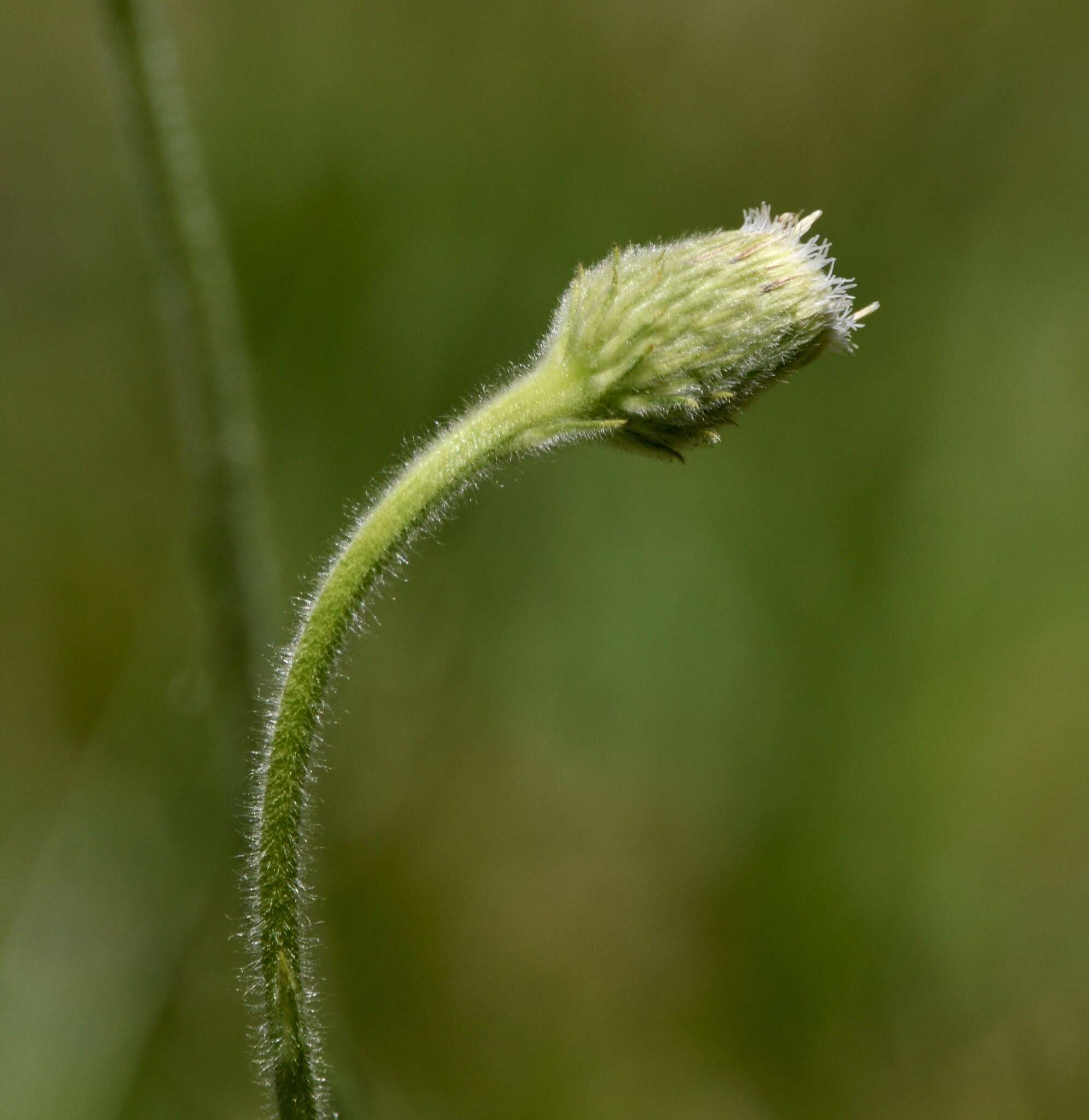 Image of Asteropsis megapotamica (Spreng.) Marchesi