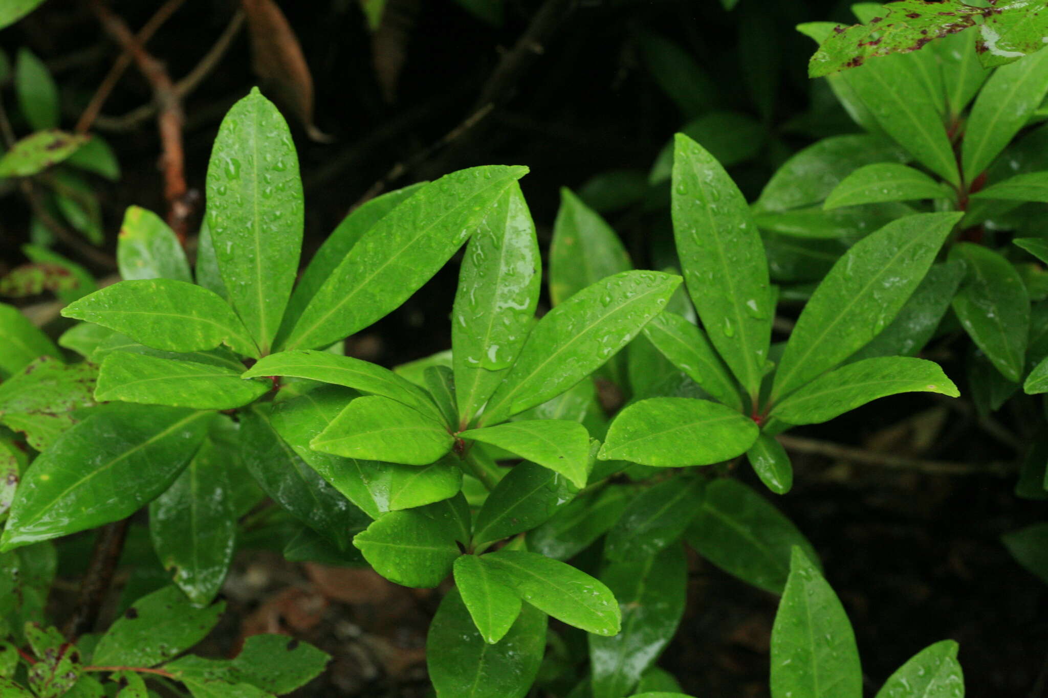 Image of Skimmia japonica f. repens (Nakai) Hara