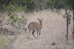 Image of Abundant Duiker