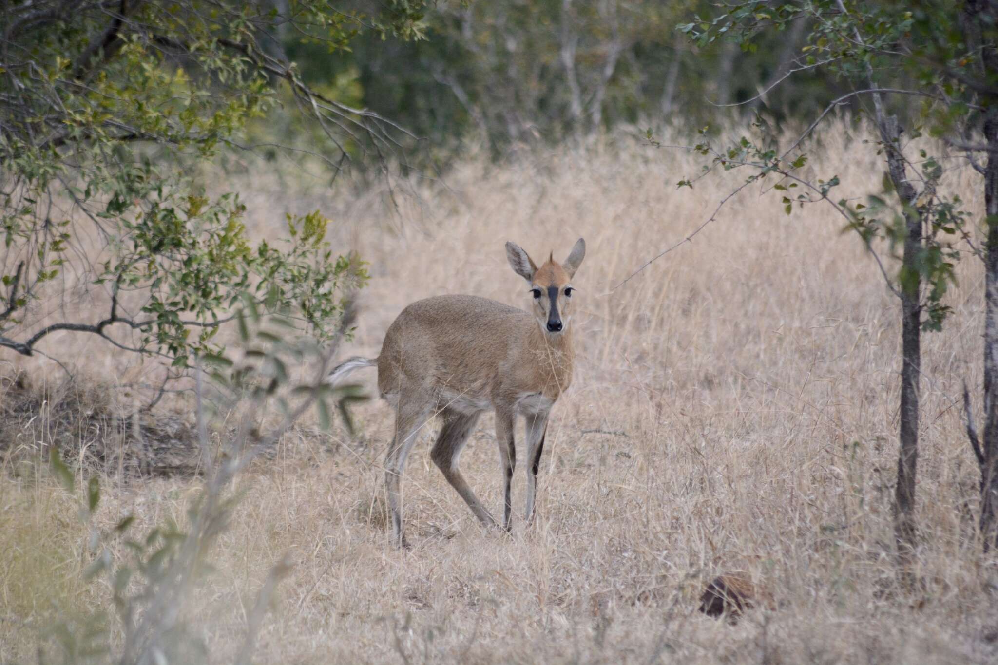 Image of Abundant Duiker