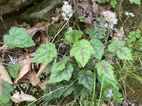 Image of heartleaf foamflower