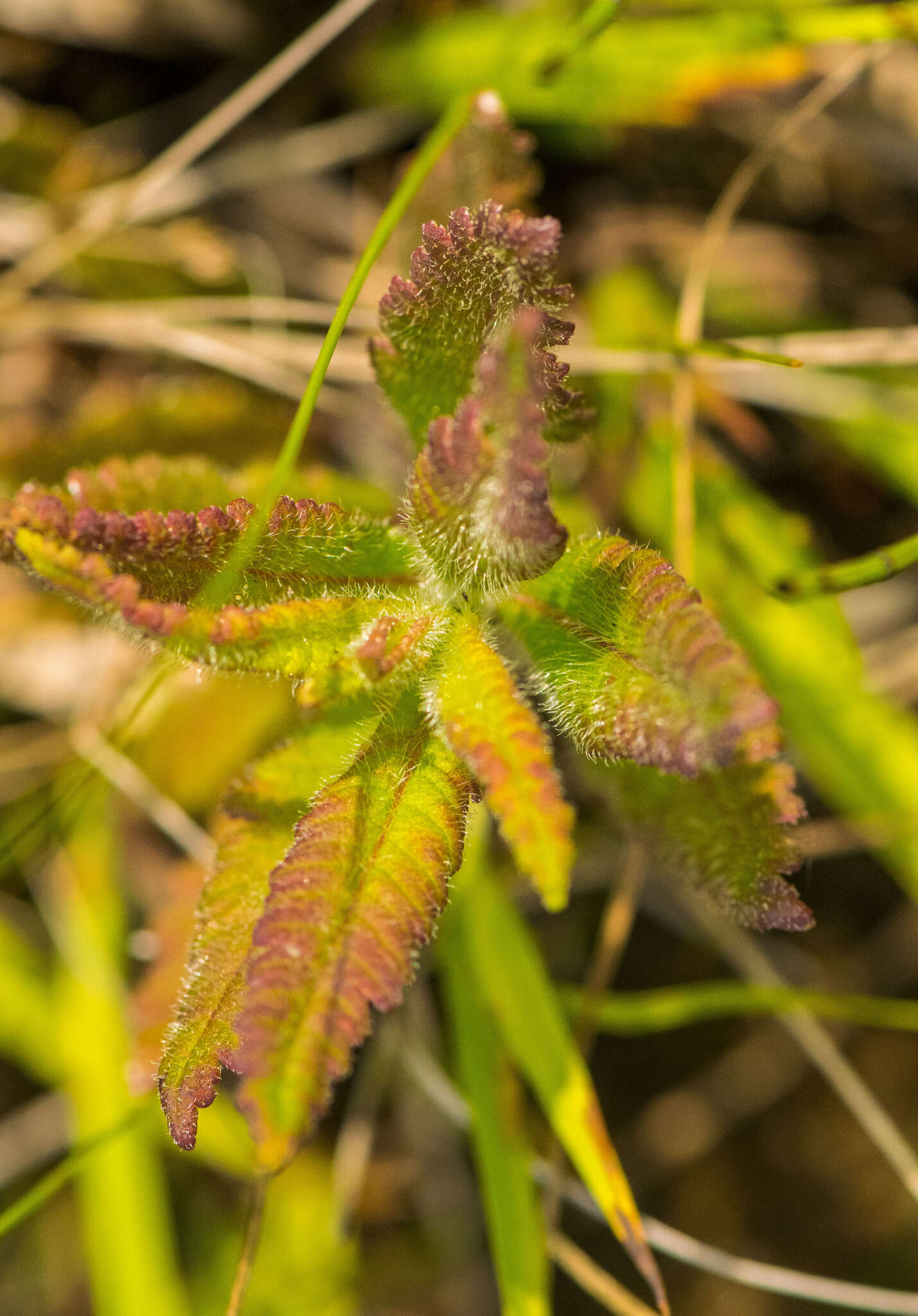 Image of swamp lousewort