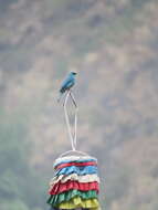 Image of Verditer Flycatcher