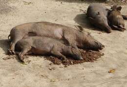 Imagem de Sus scrofa cristatus Wagner 1839