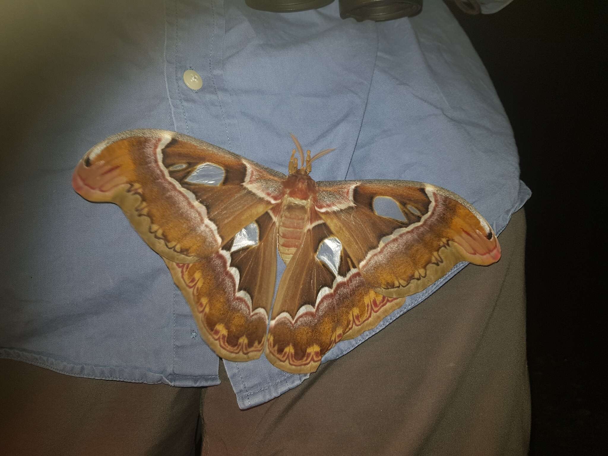 Plancia ëd Attacus dohertyi Rothschild 1895