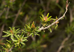 Image of Hibbertia acicularis (Labill.) F. Müll.