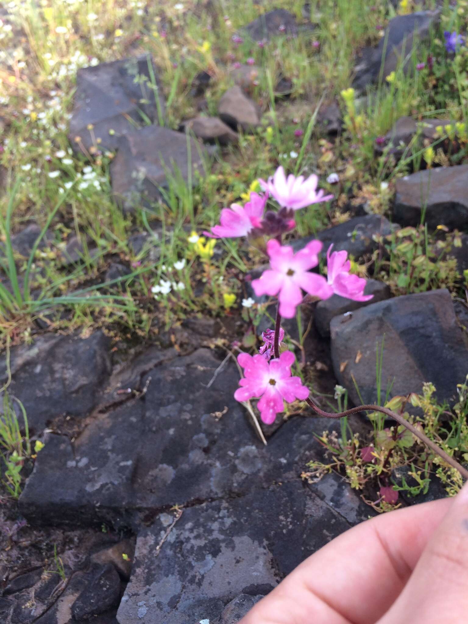 Image of prairie woodland-star