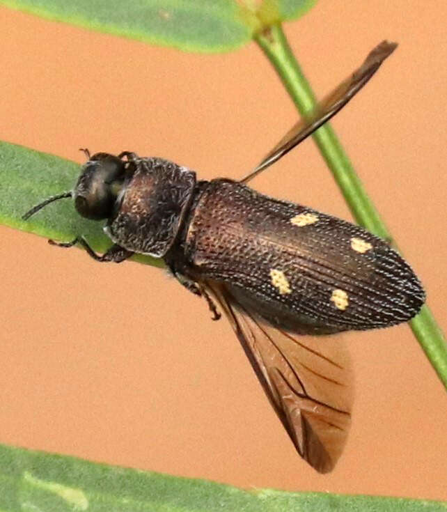 Слика од Acmaeoderopsis hulli (Knull 1928)