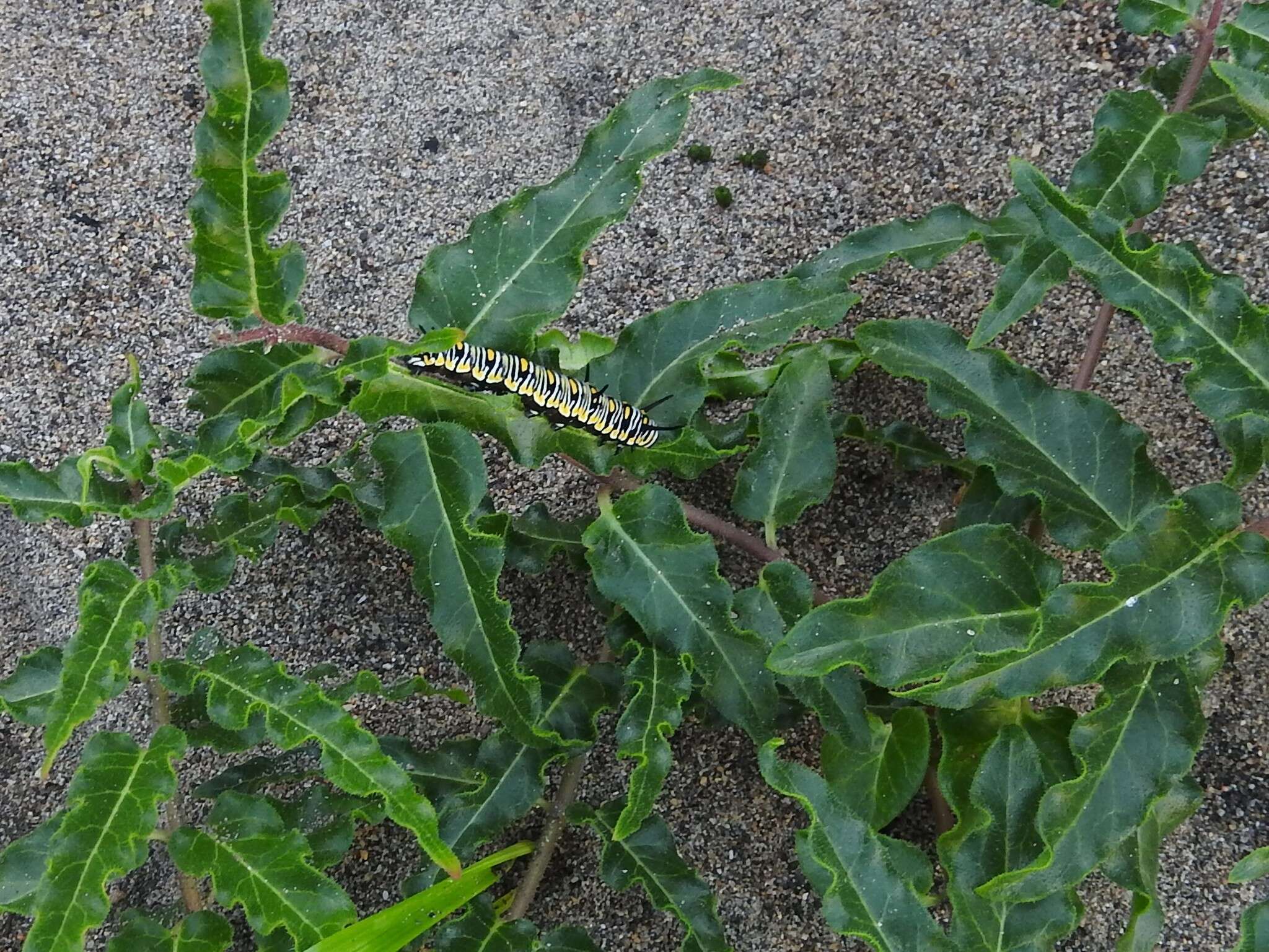 Asclepias crispa Berg.的圖片