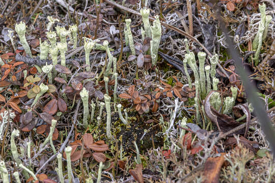 Imagem de Cladonia digitata (L.) Hoffm.