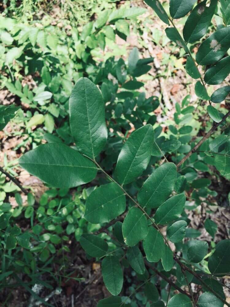 Image of shining false indigo