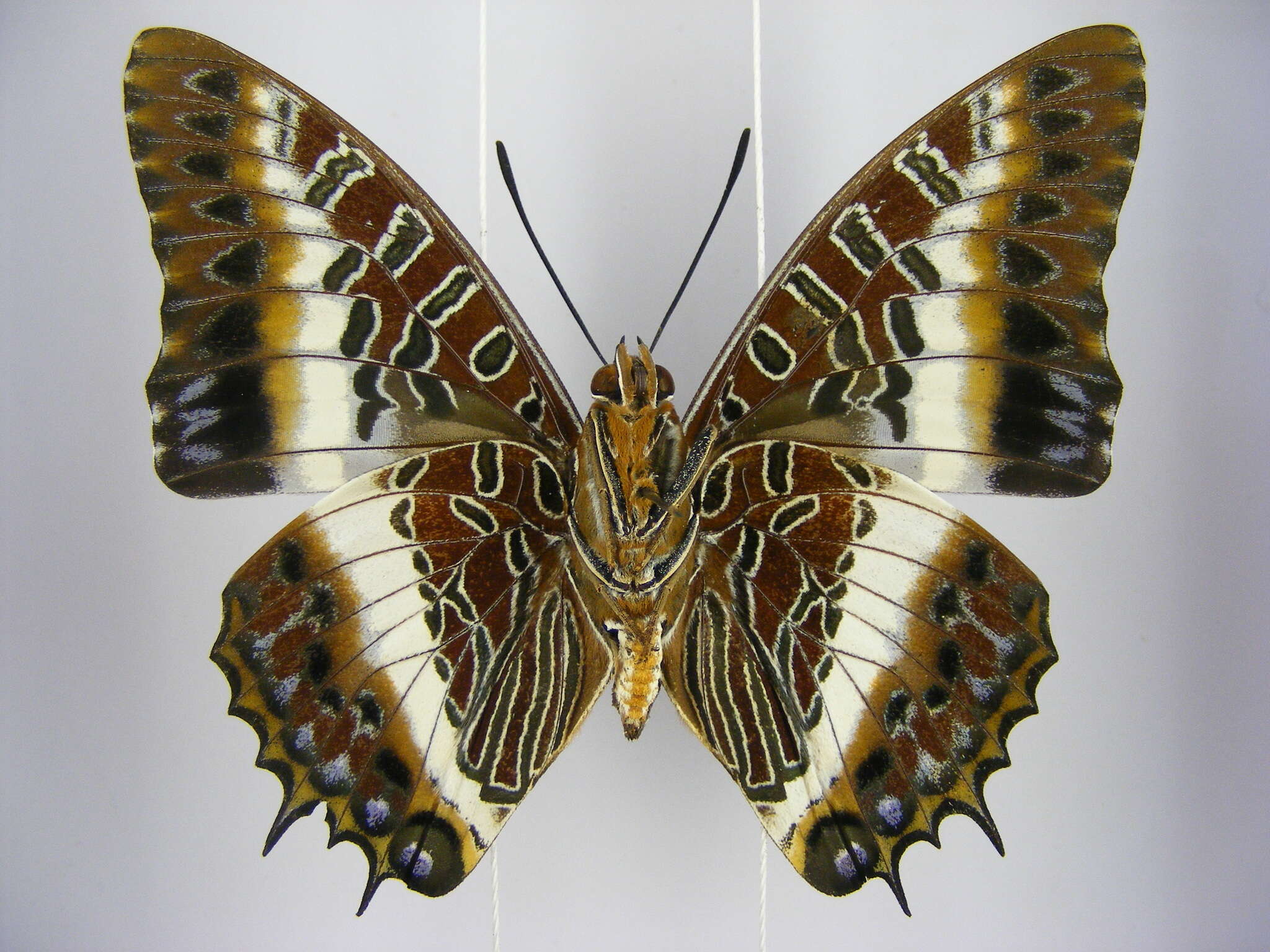 Image of Charaxes brutus angustus Rothschild 1900