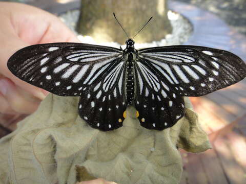 Image of <i>Papilio epycides</i>