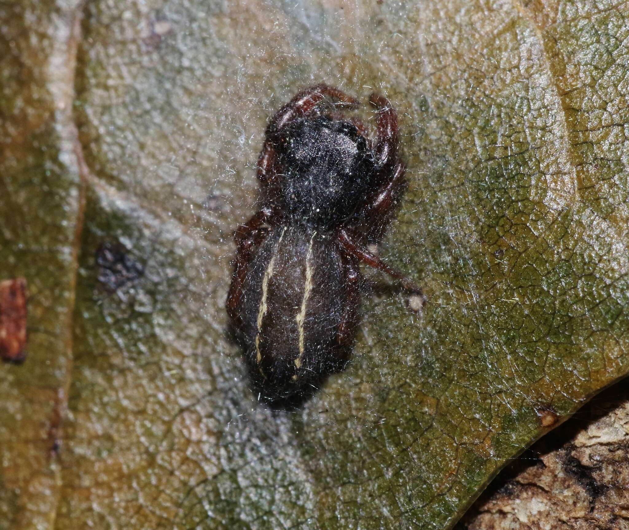 Image of Metacyrba taeniola similis Banks 1904