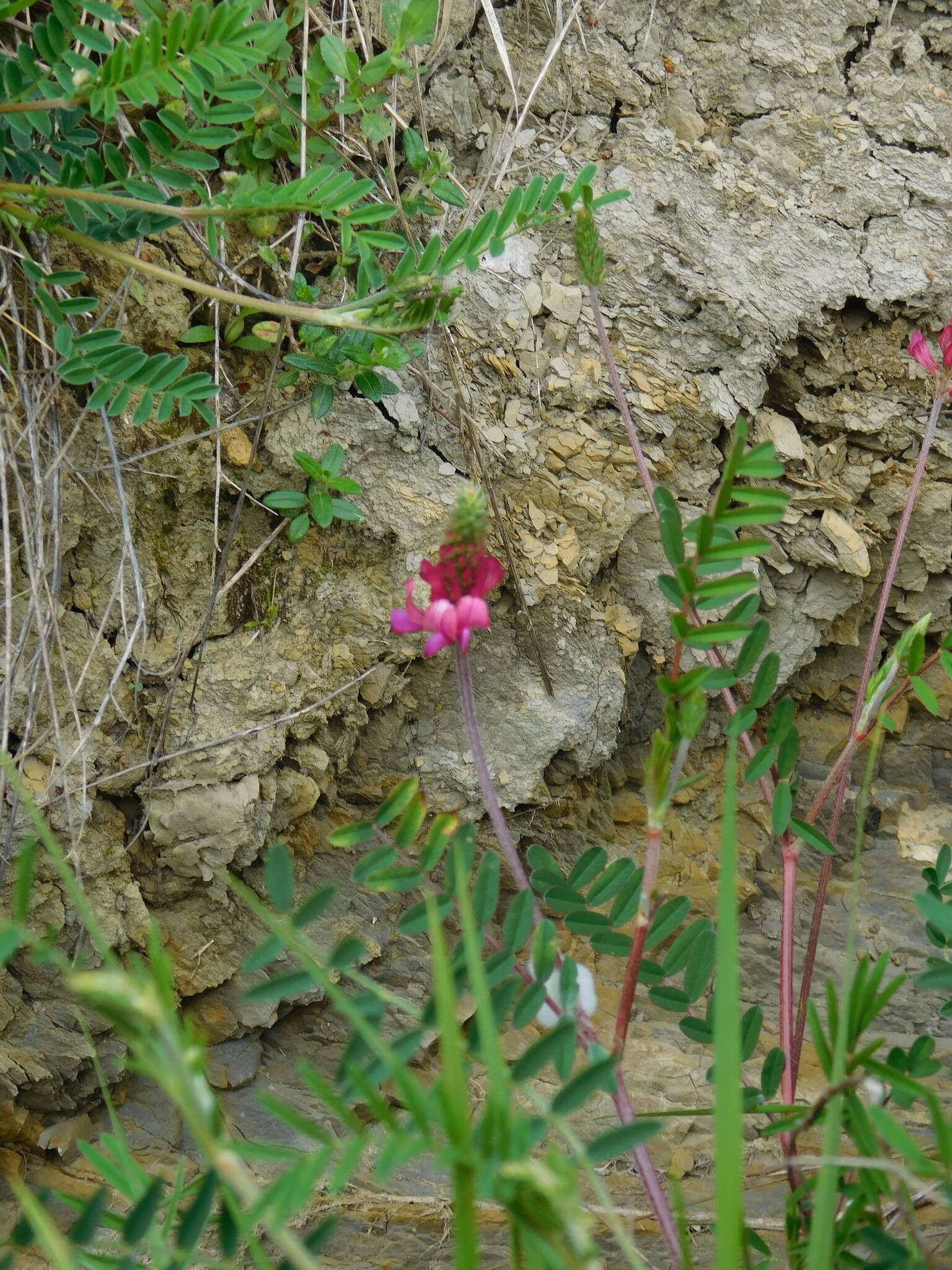 Image of Onobrychis conferta subsp. hispanica (Sirj.) Guitt. & Kerguelen