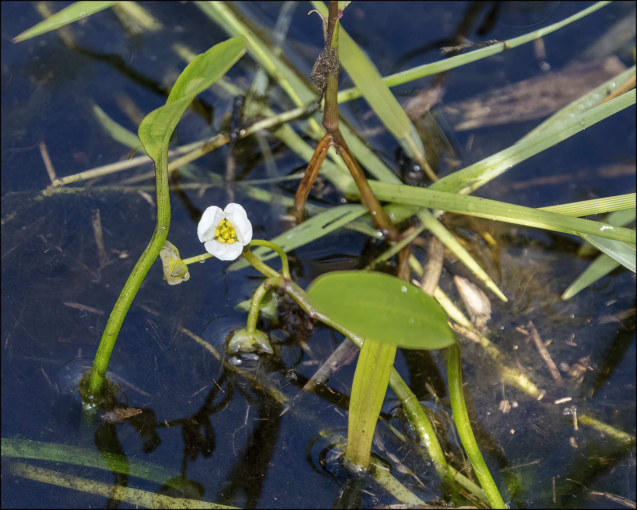 Imagem de Sagittaria subulata (L.) Buchenau