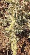Image of Verbascum fruticulosum Post