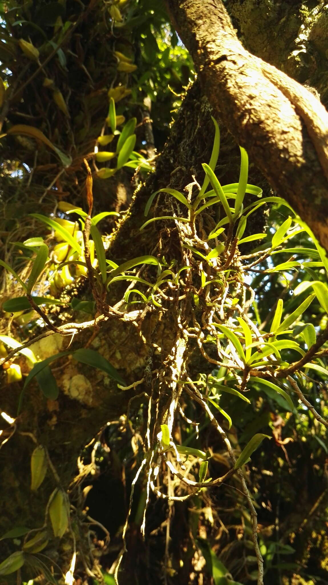 Image of Angraecum conchiferum Lindl.