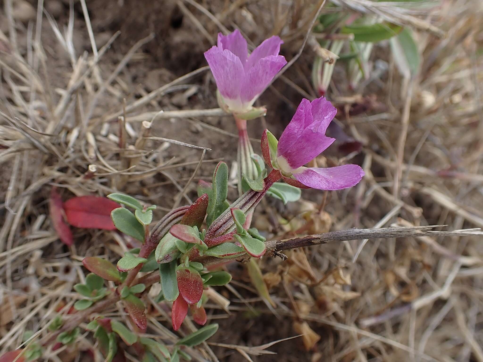 Plancia ëd Clarkia prostrata H. & M. Lewis