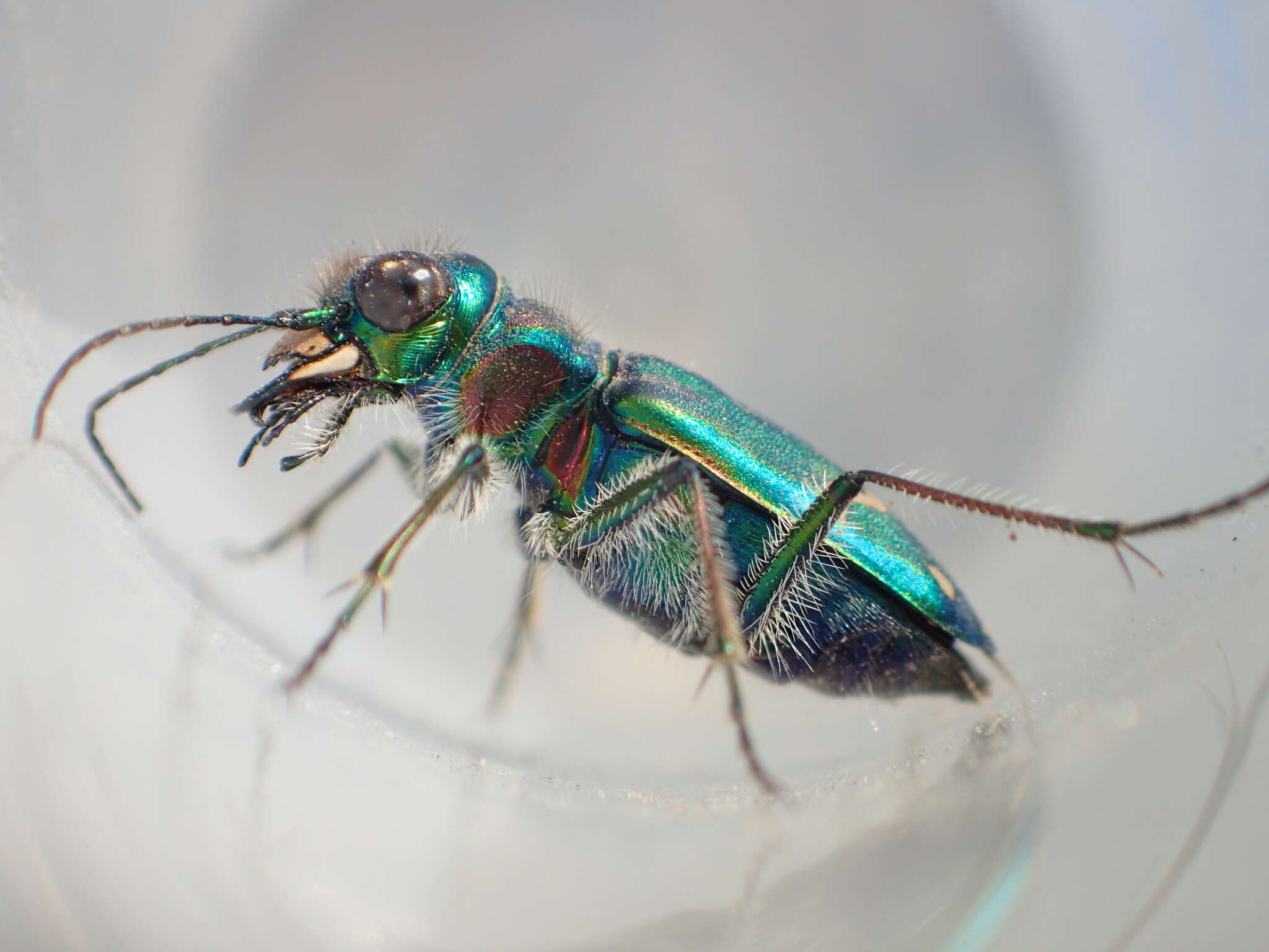 Image of Cowpath tiger beetle