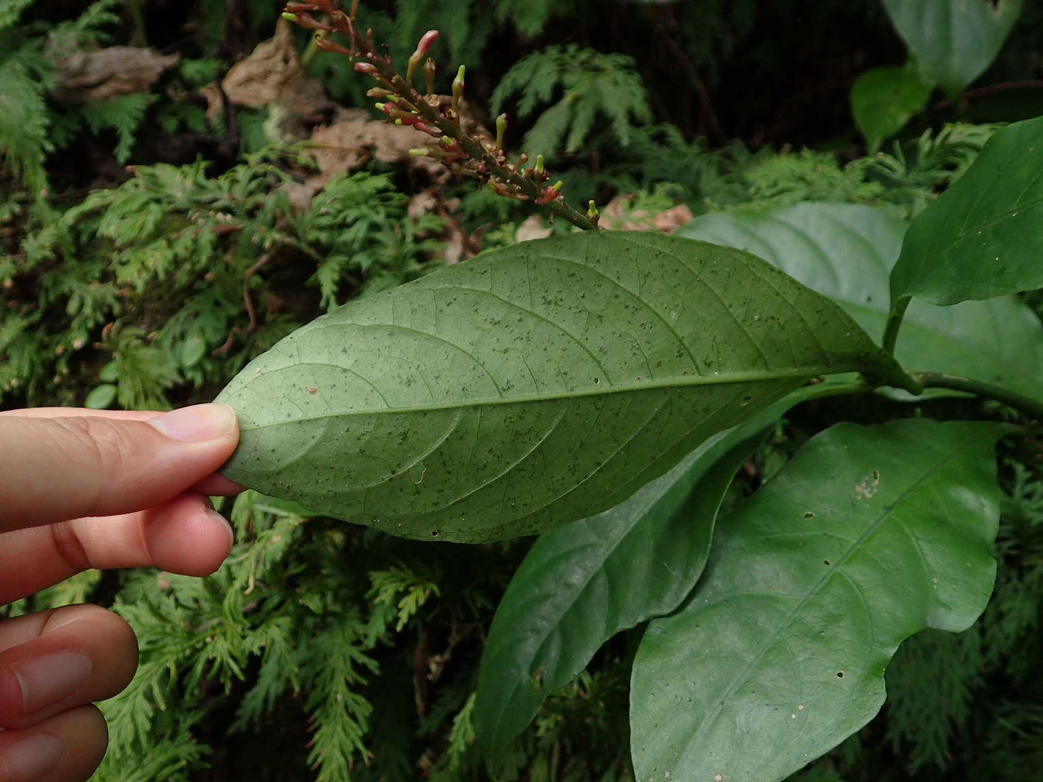 Image de Thyrsacanthus tubaeformis (Bertol.) Nees