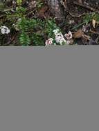 Thryptomene calycina (Lindley) Stapf resmi