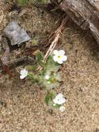 Sivun Cryptantha leiocarpa (Fisch. & C. A. Mey.) Greene kuva