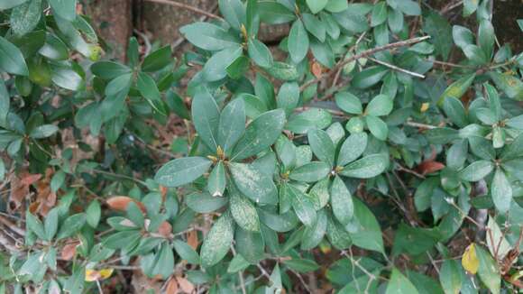 Imagem de Litsea rotundifolia (Nees) Hemsl.