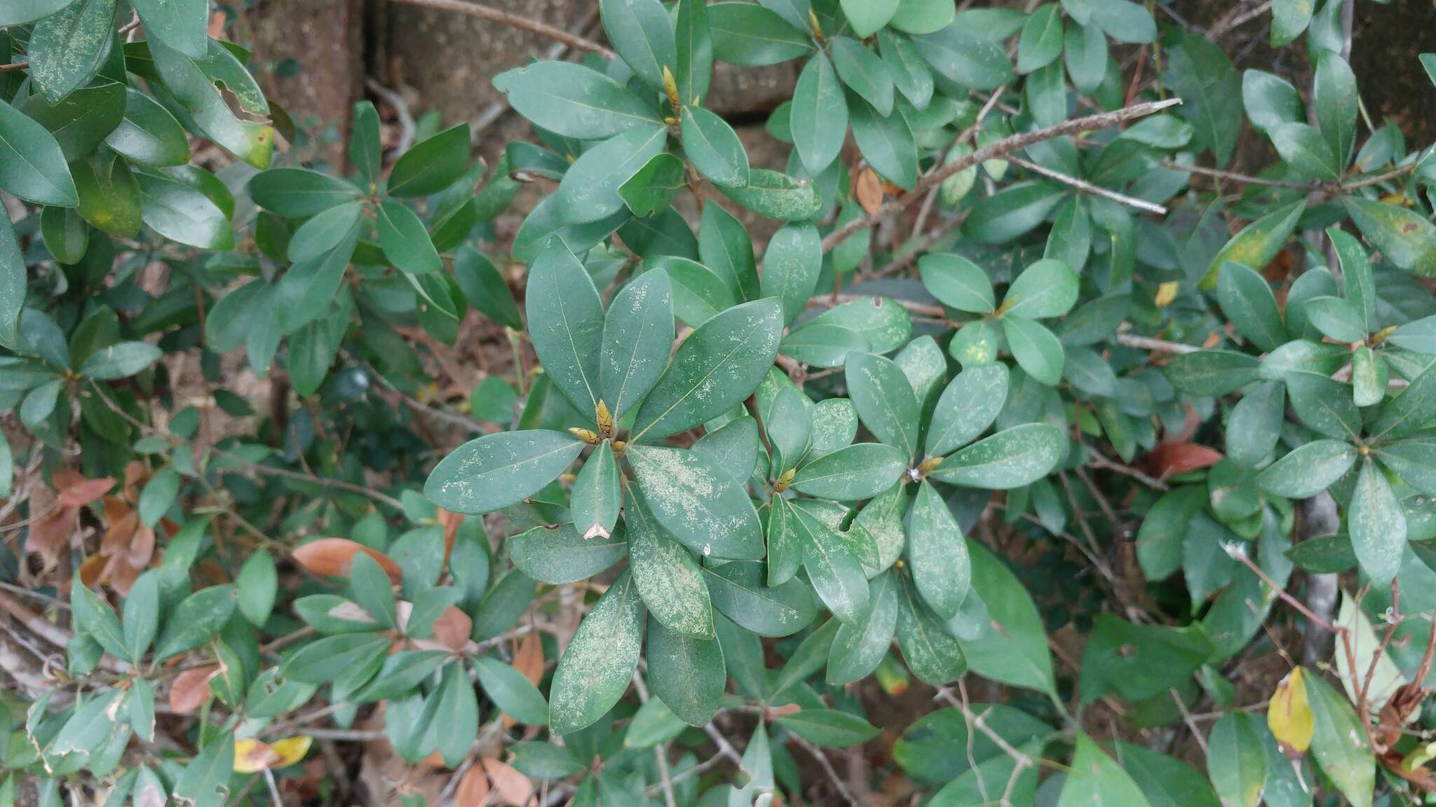 Image of Litsea rotundifolia (Nees) Hemsl.