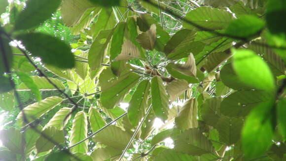 Image of Schefflera morototoni (Aubl.) Maguire, Steyerm. & Frodin