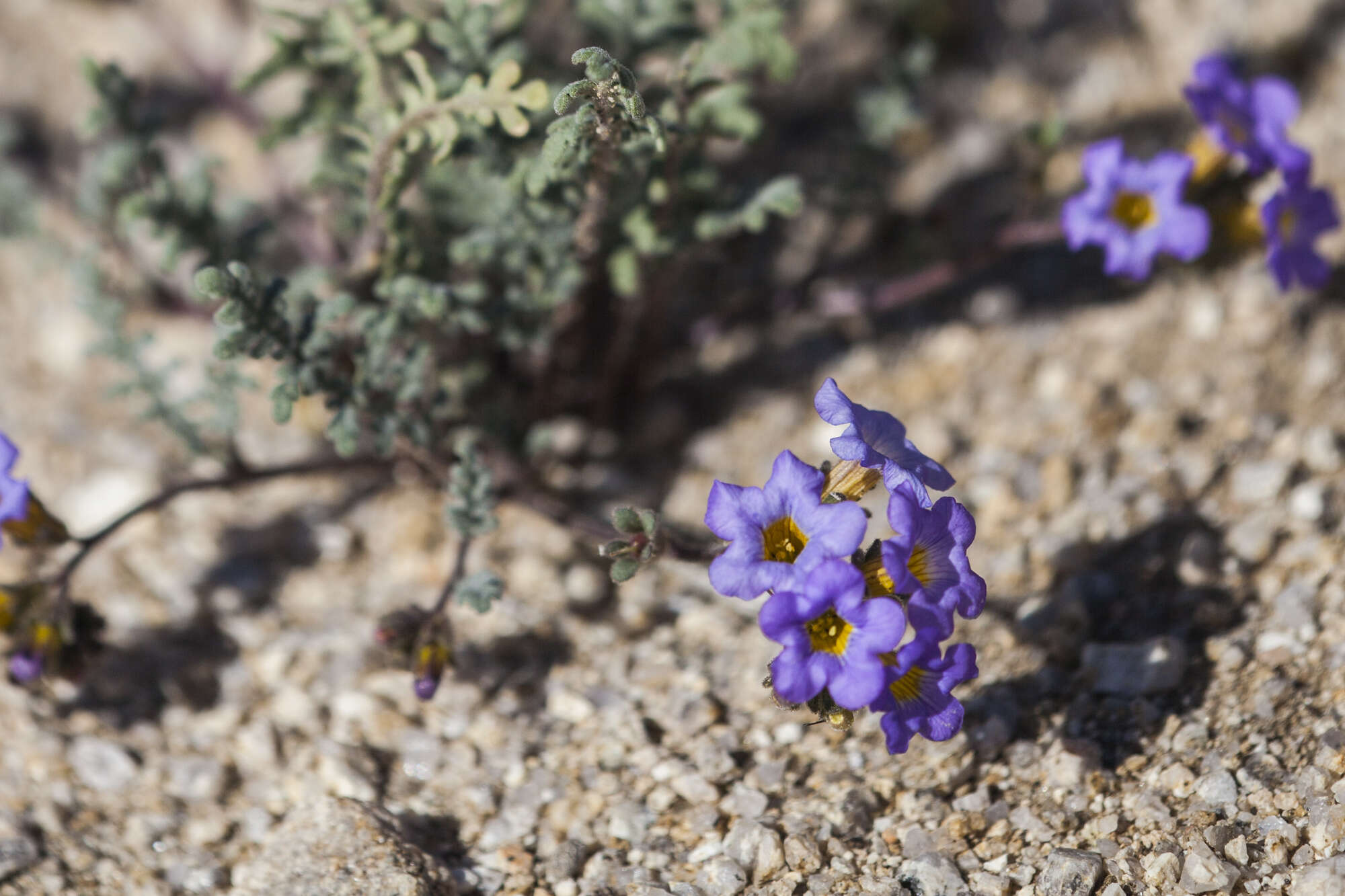 Image of Fremont's phacelia