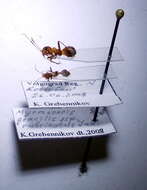 Image of Myrmecoris