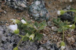 Imagem de Cerastium lithospermifolium Fisch.