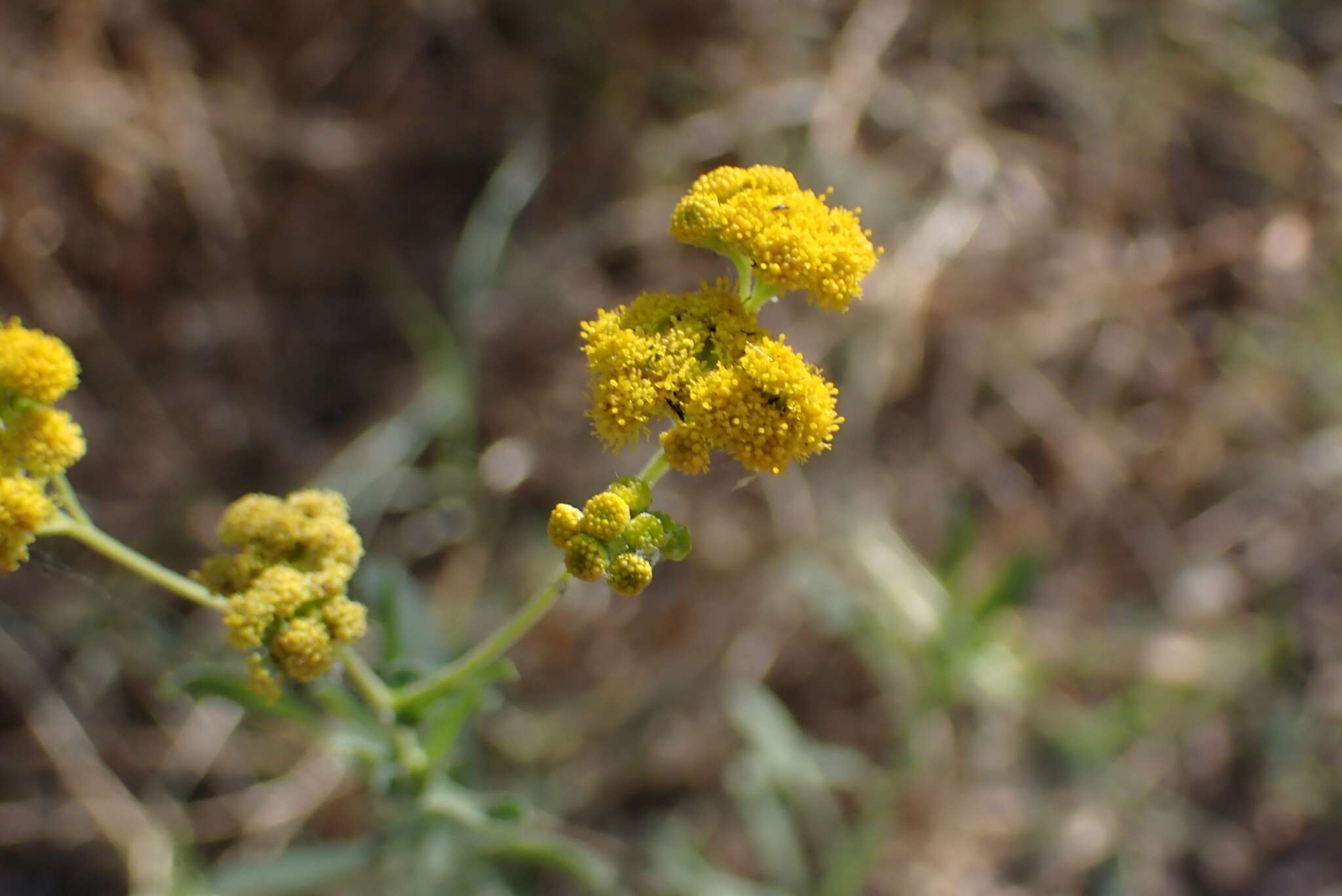 Image de Nidorella resedifolia subsp. resedifolia