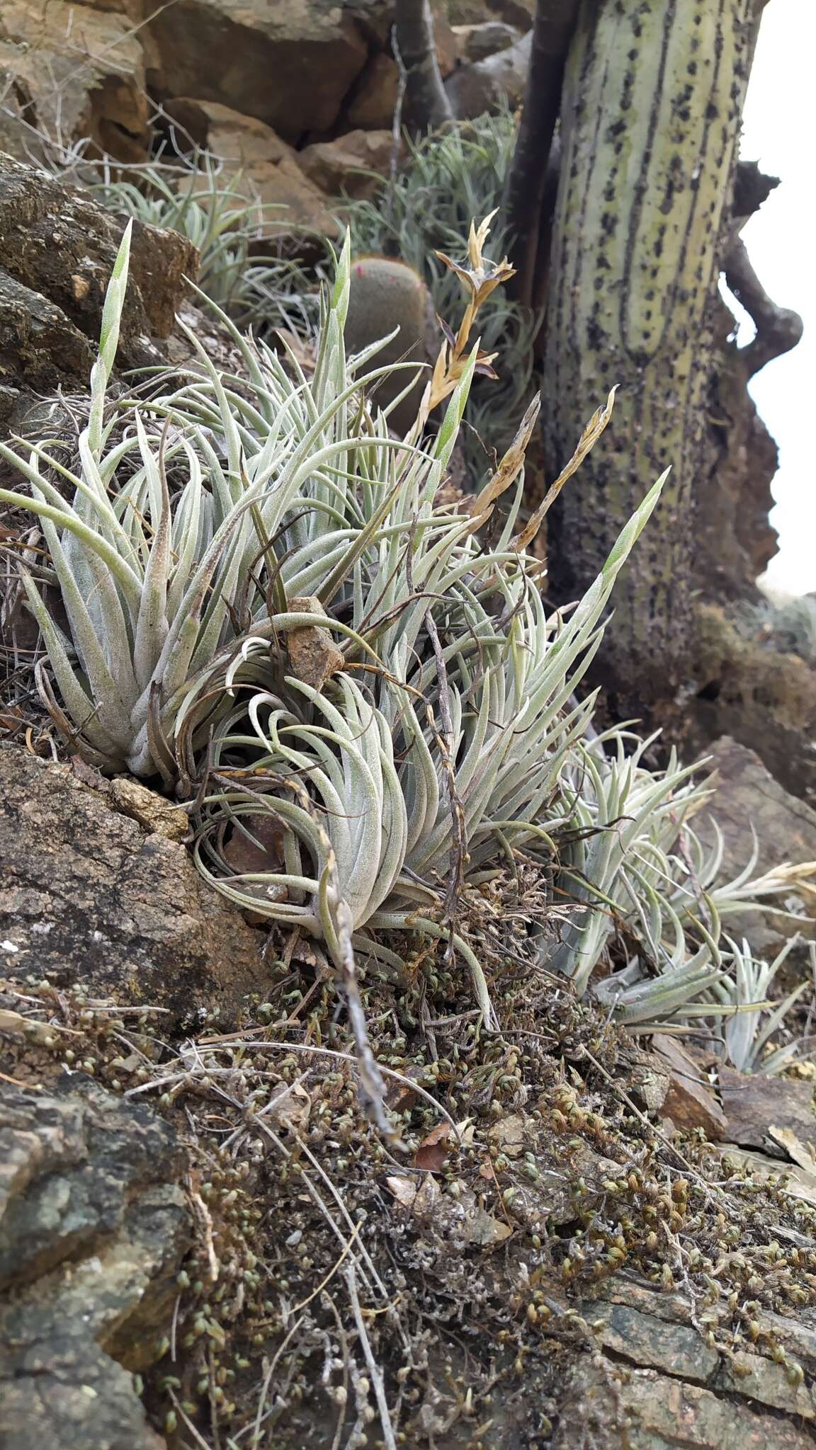 Image of Tillandsia pueblensis L. B. Sm.